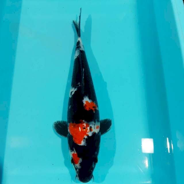 Showa 27 cm