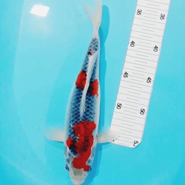 Ghosiki 28 cm