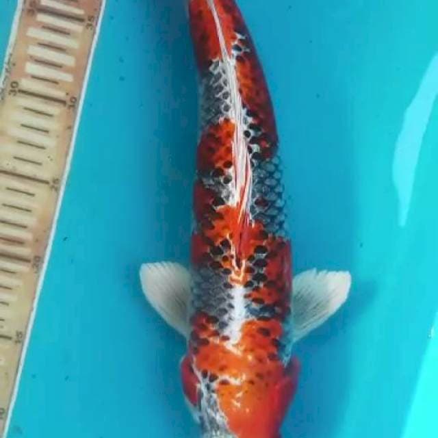 Kujaku jantan 40 cm