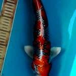 Kujaku jantan 40 cm