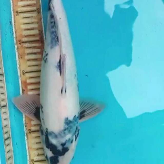 Shiro tategoi 36 cm
