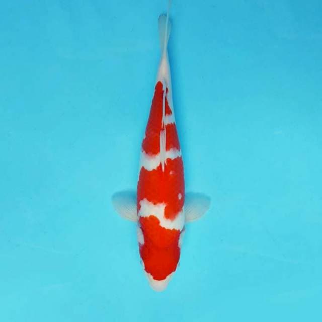 HANA 2 - KOHAKU ®