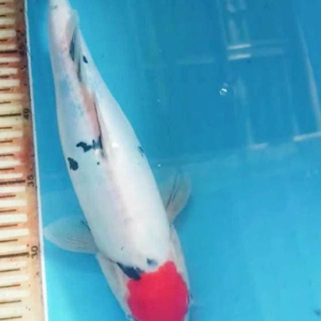 Tanco sanke doitsu 33 cm