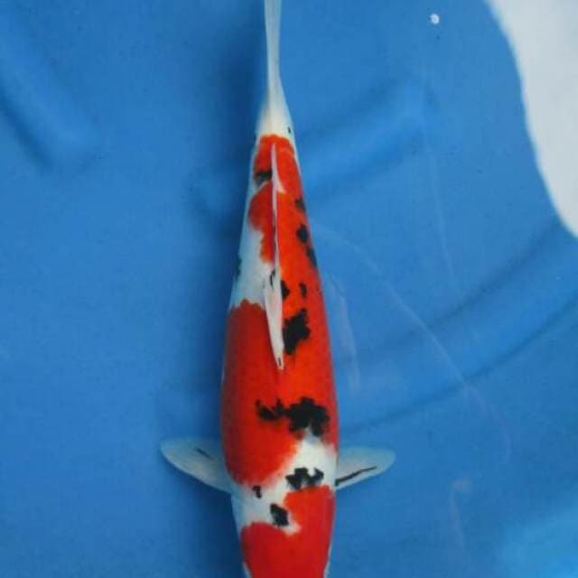 F1 Jumbo Tosai Sanke Halus 44cm