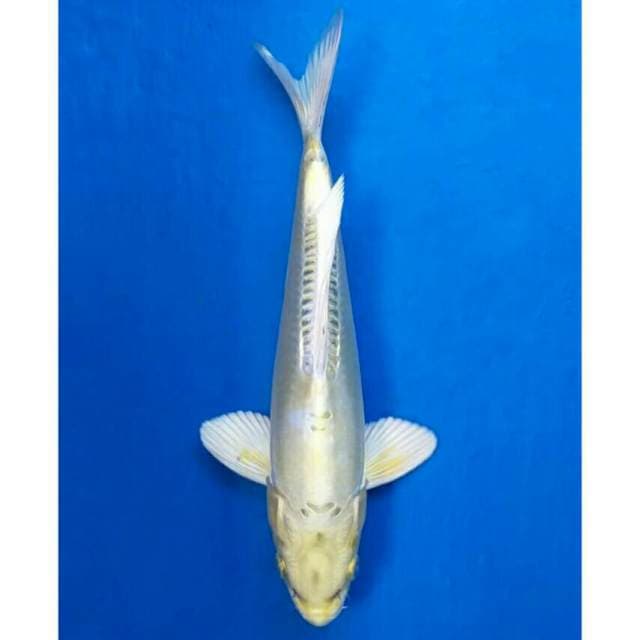 Okawa Lemon