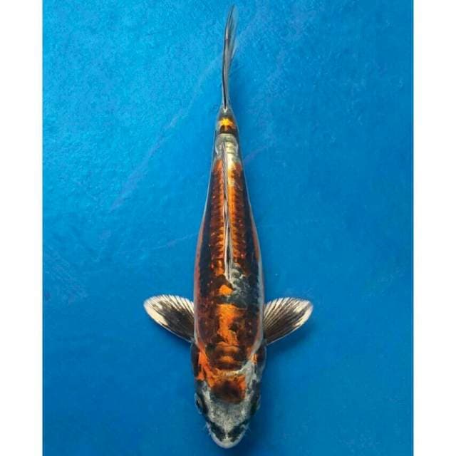 Okawa Kin Kiko