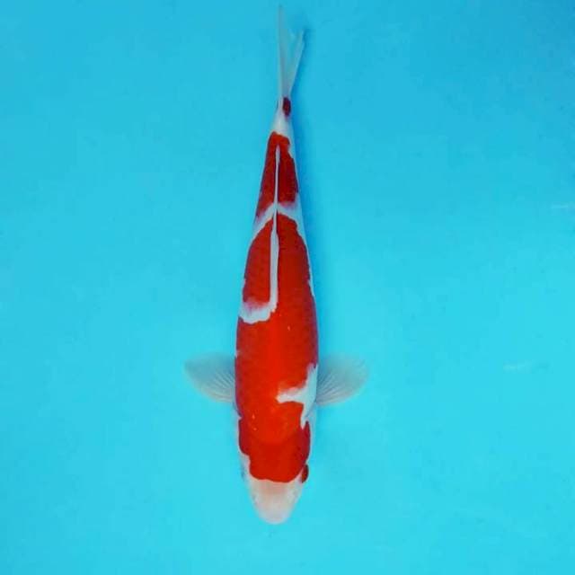 HANA 10 - KOHAKU ®