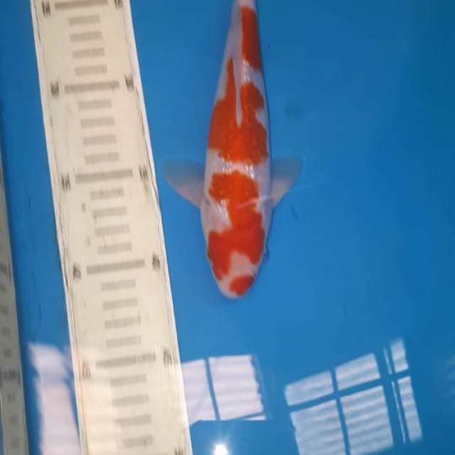 Kohaku gindrin 22 cm