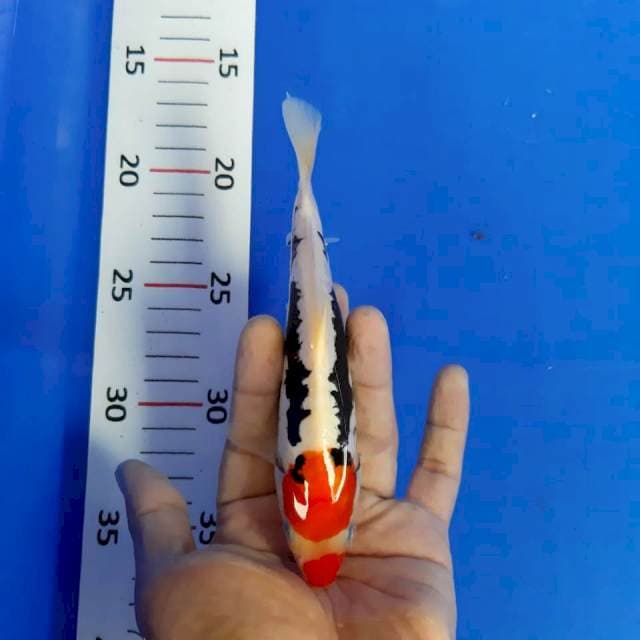 Benikumon kucibeni*20cm