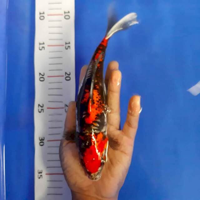 Benikumon*24cm