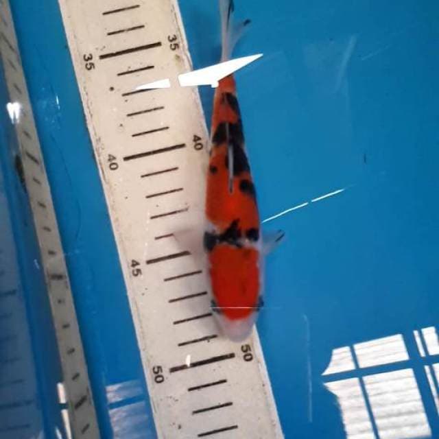 Sanke 16 cm