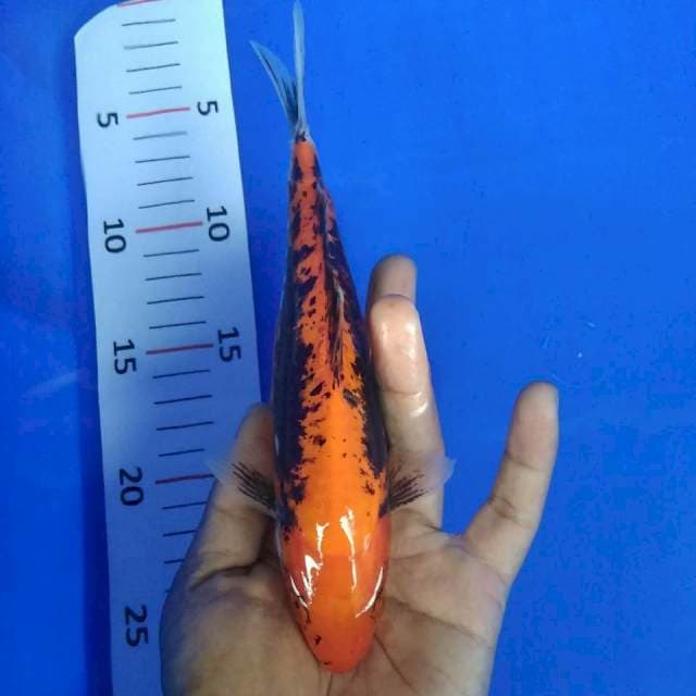 Kumon*20cm