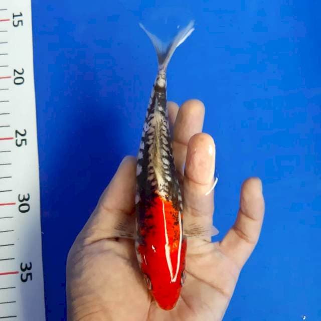Benikumon 18cm