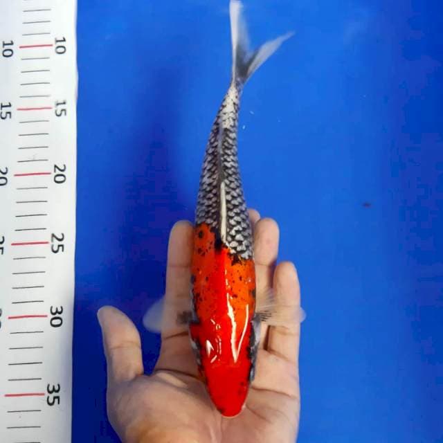 Beni matsukawabake merah *25cm