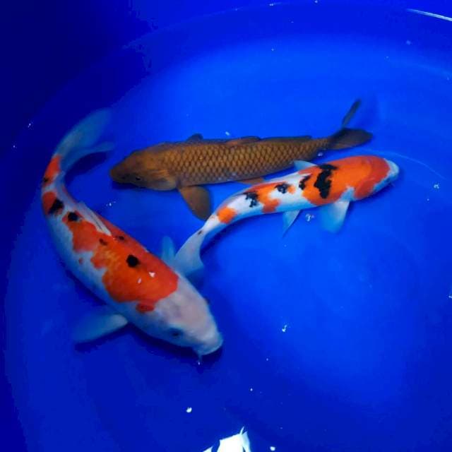 Sanke 31 cm bonus 30,29cm