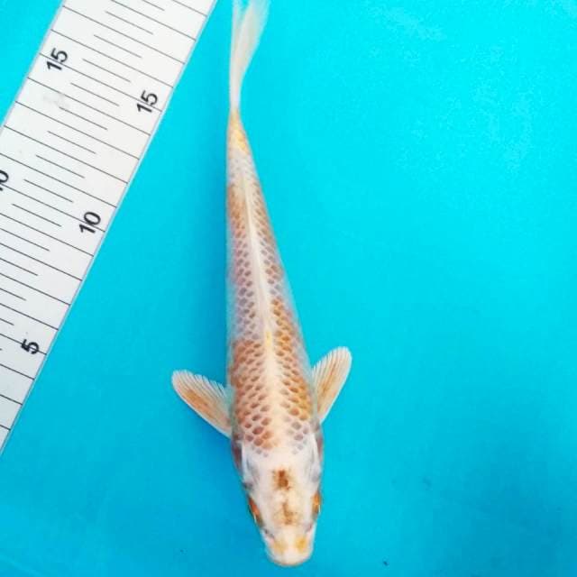 Hariwake 20cm