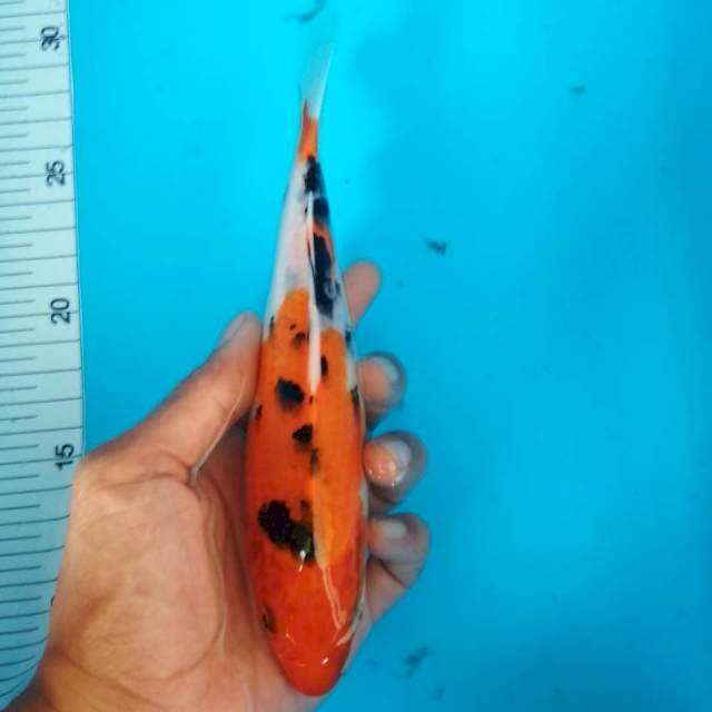 Sanke 19cm