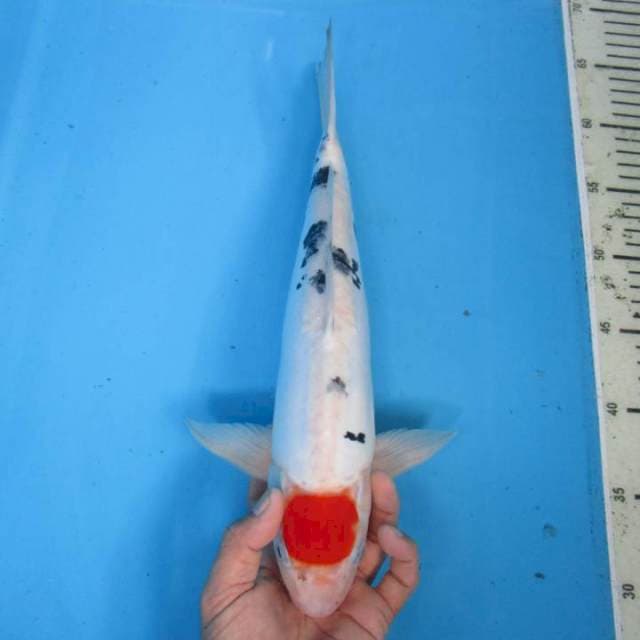 Tanco35cm