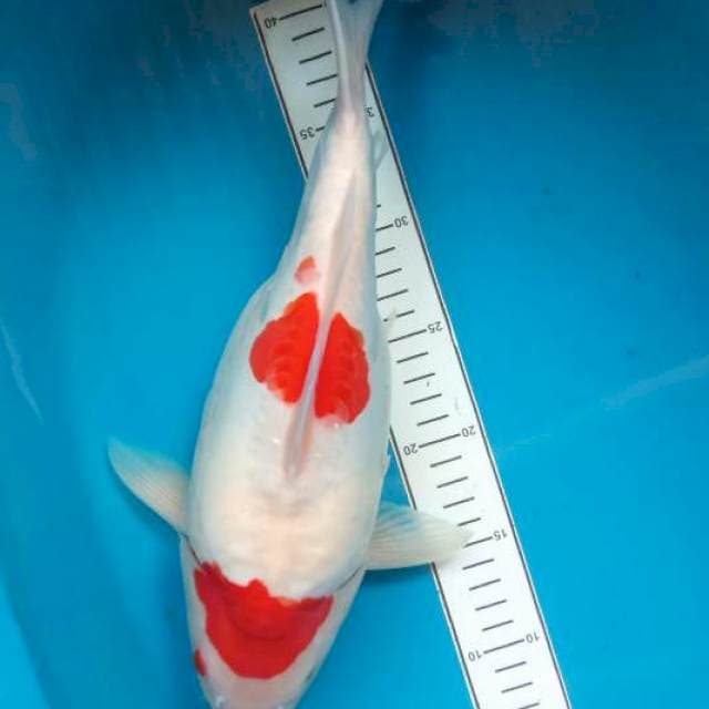 Kohaku doitsu short body