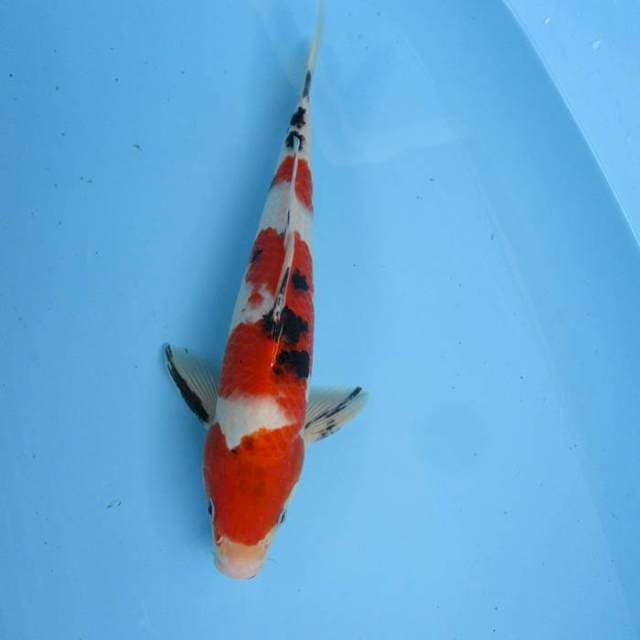 Sanke ±35cm