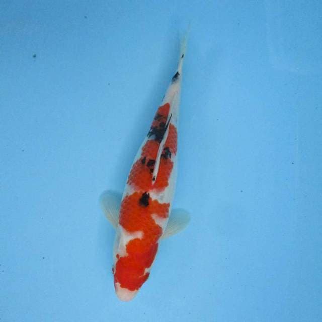 Sanke Inazuma ±32cm
