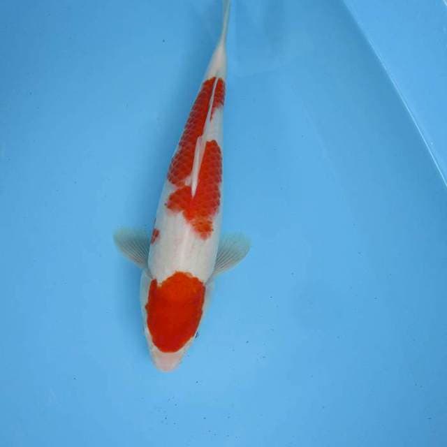 Nidan kohaku ±33cm