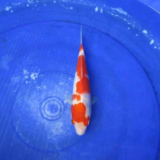 Kohaku ±22cm