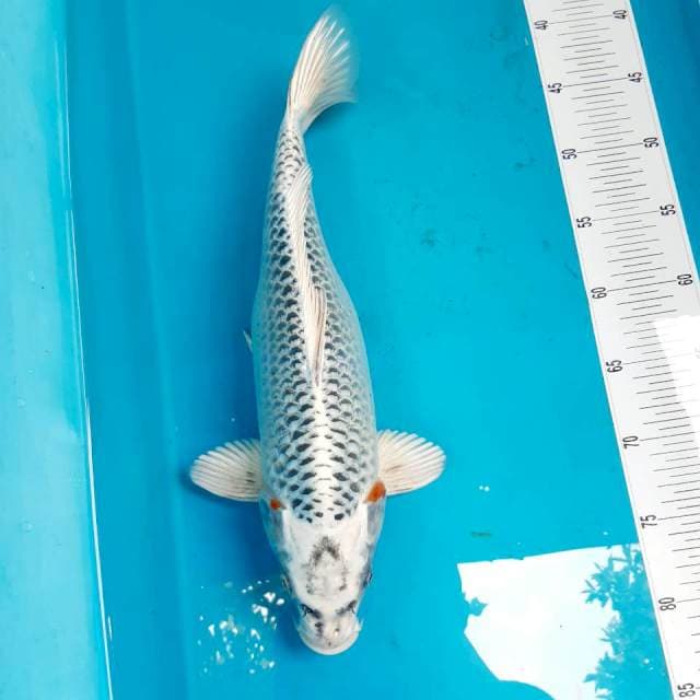 Matsuba 40 cm female