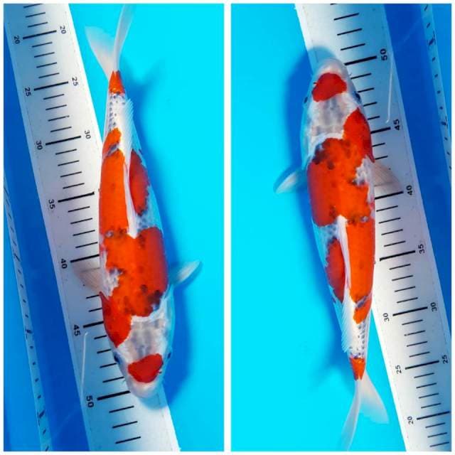 GOSHIKI SUPER 30cm FEMALE