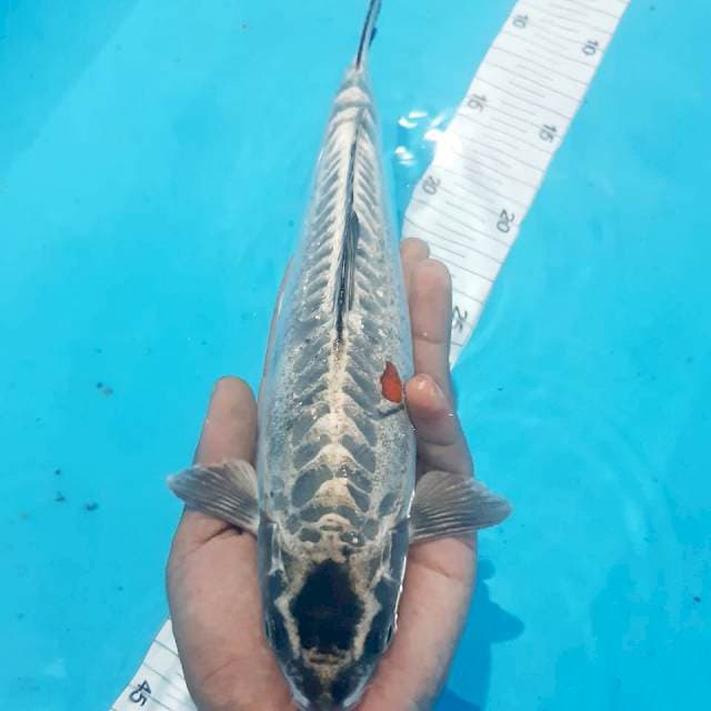 Tancho kikko 28 cm 