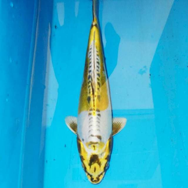 35cm KUNING KIKOKURYU