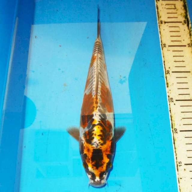 32cm BENY KIKO TEMBAGA UNIK