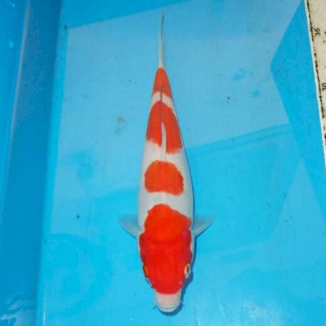 KOHAKU BAGUS