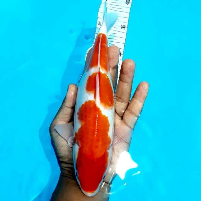 Step 3 kohaku 26 cm