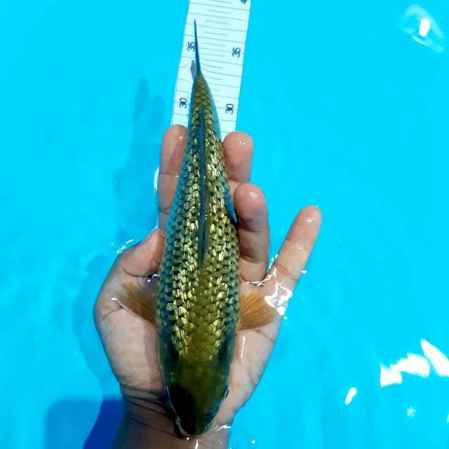 Midori 26 cm
