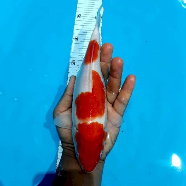 Kohaku 25 cm