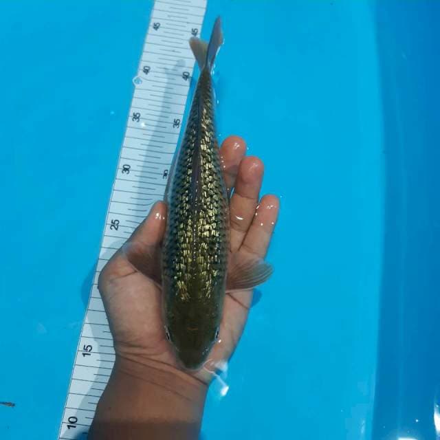 Midori 24 cm 