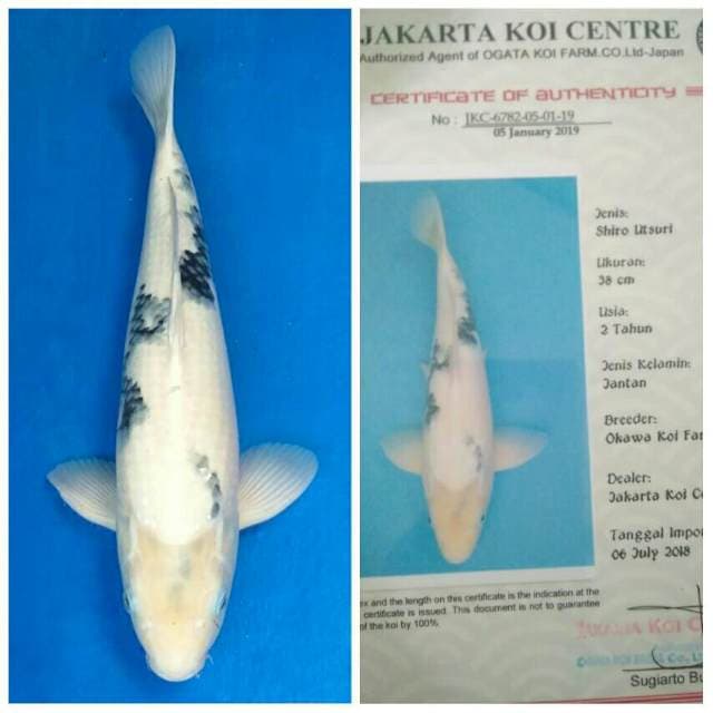 Okawa Shiro Pejantan..!!