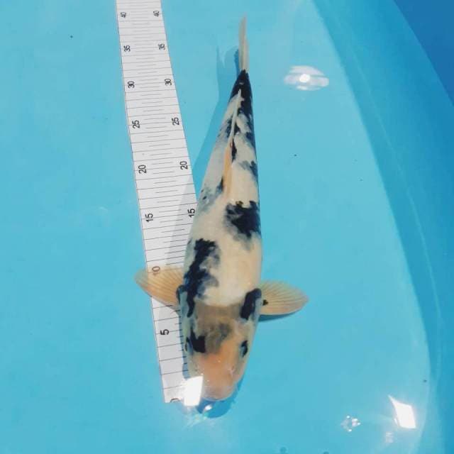 Shiro male 36 cm