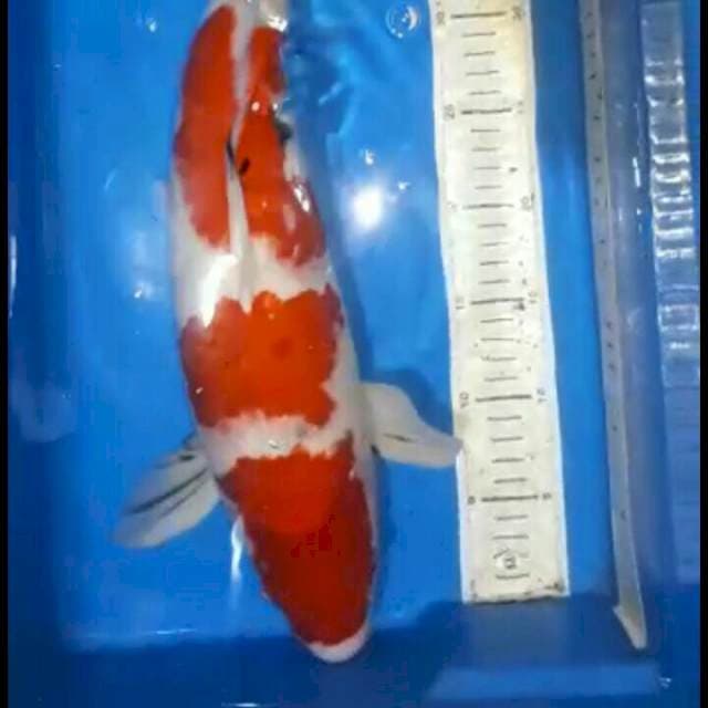 Pejantan showa joss 47cm