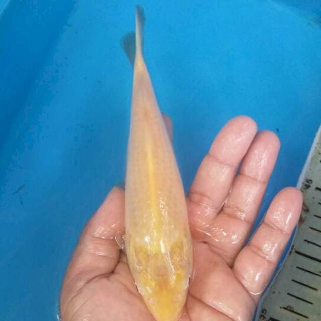 Karashi mata merah