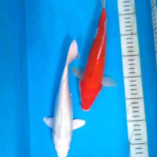 MERAH PUTIH 1 (2 ekor )