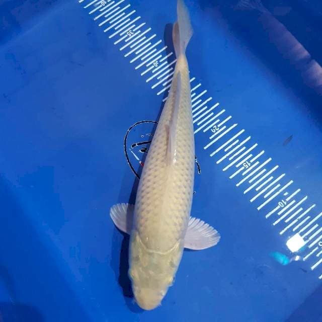 Karashigoi 29 cm male