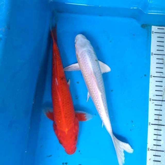 MERAH PUTIH 2