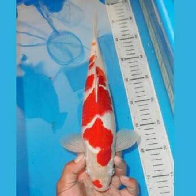 KOHAKU TOTOL TOTOL