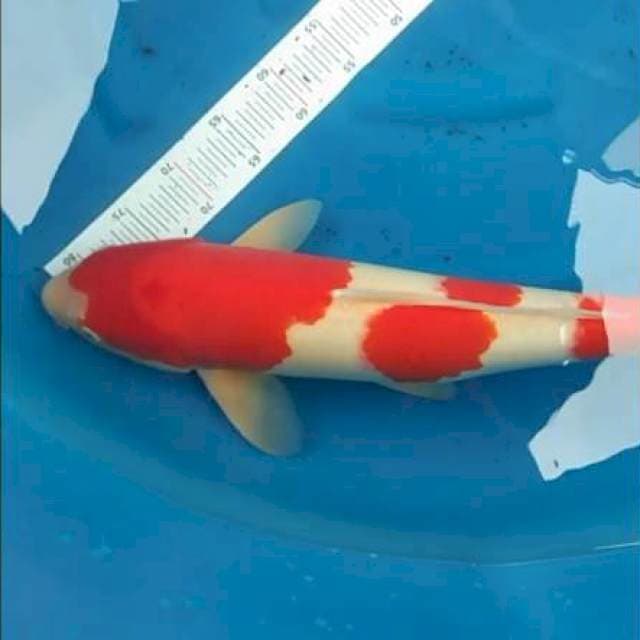 Kohaku