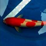 Kohaku