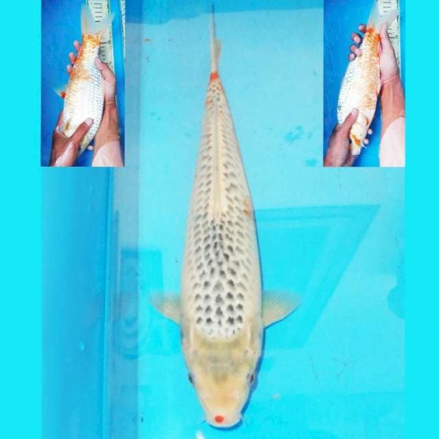 35cm F1 ASAGI