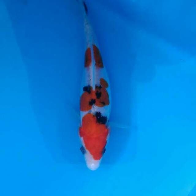 Sanke grade A doitsu 14 cm