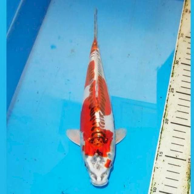 30 cm KUJAKU DOITSU red